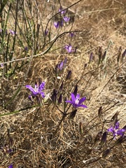Brodiaea rosea rosea