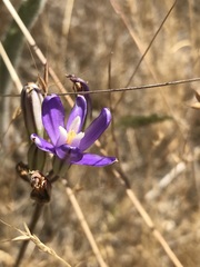 Brodiaea rosea rosea