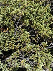 Juniperus squamata