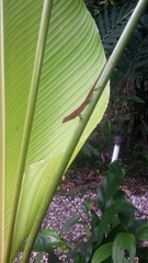 Anolis polylepis