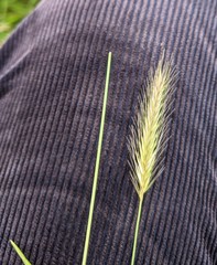 Hordeum secalinum