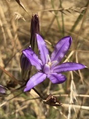 Brodiaea rosea rosea