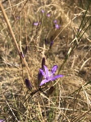 Brodiaea rosea rosea