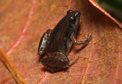 Sholiga Narrow-Mouthed Frog photo 1