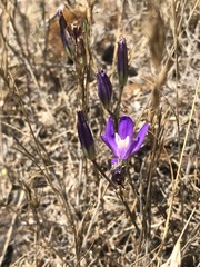 Brodiaea rosea rosea