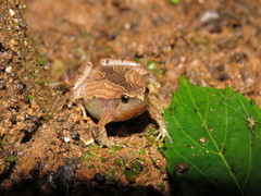 Sholiga Narrow-Mouthed Frog photo 2