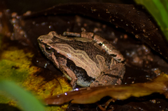 Sholiga Narrow-Mouthed Frog photo 3