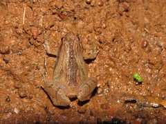 Sholiga Narrow-Mouthed Frog photo 4
