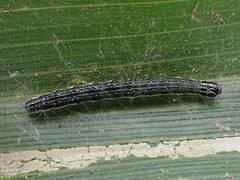 Loxostege sticticalis