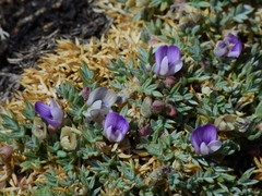 Astragalus kentrophyta tegetarius