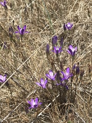 Brodiaea rosea rosea