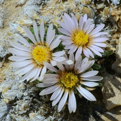 Townsendia condensata