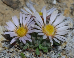 Townsendia condensata