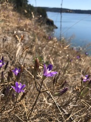 Brodiaea rosea rosea
