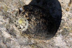 Nerita undata