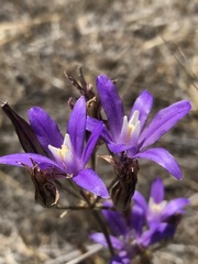 Brodiaea rosea rosea