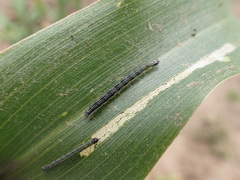 Loxostege sticticalis