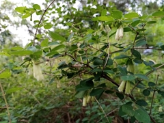 Symphoricarpos microphyllus