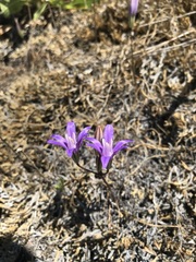 Brodiaea rosea rosea