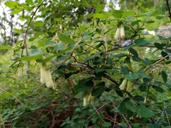 Symphoricarpos microphyllus