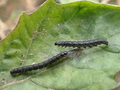 Loxostege sticticalis