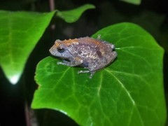 Shillong Bush Frog photo 4