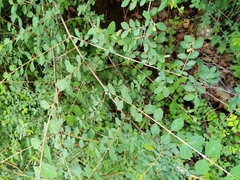 Symphoricarpos microphyllus