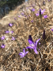 Brodiaea rosea rosea