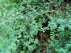 Symphoricarpos microphyllus