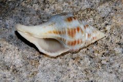 Fasciolariinae
