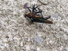 Microstylum oberthurii