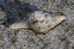 Fasciolariinae