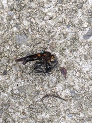 Microstylum oberthurii