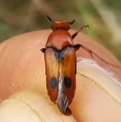 Macrosiagon bimaculata