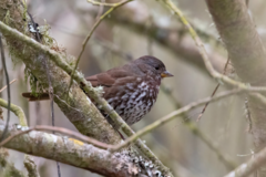 Passerella iliaca annectens