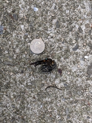 Microstylum oberthurii