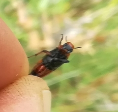 Macrosiagon bimaculata