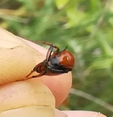 Macrosiagon bimaculata