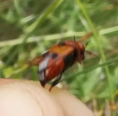 Macrosiagon bimaculata