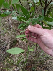 Persoonia stradbrokensis