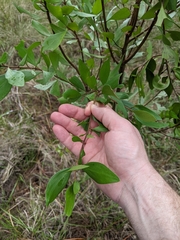 Persoonia stradbrokensis