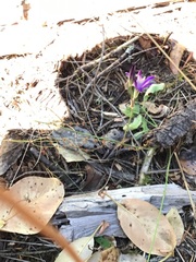 Brodiaea rosea rosea