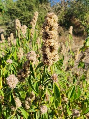 Cyathula orthacantha