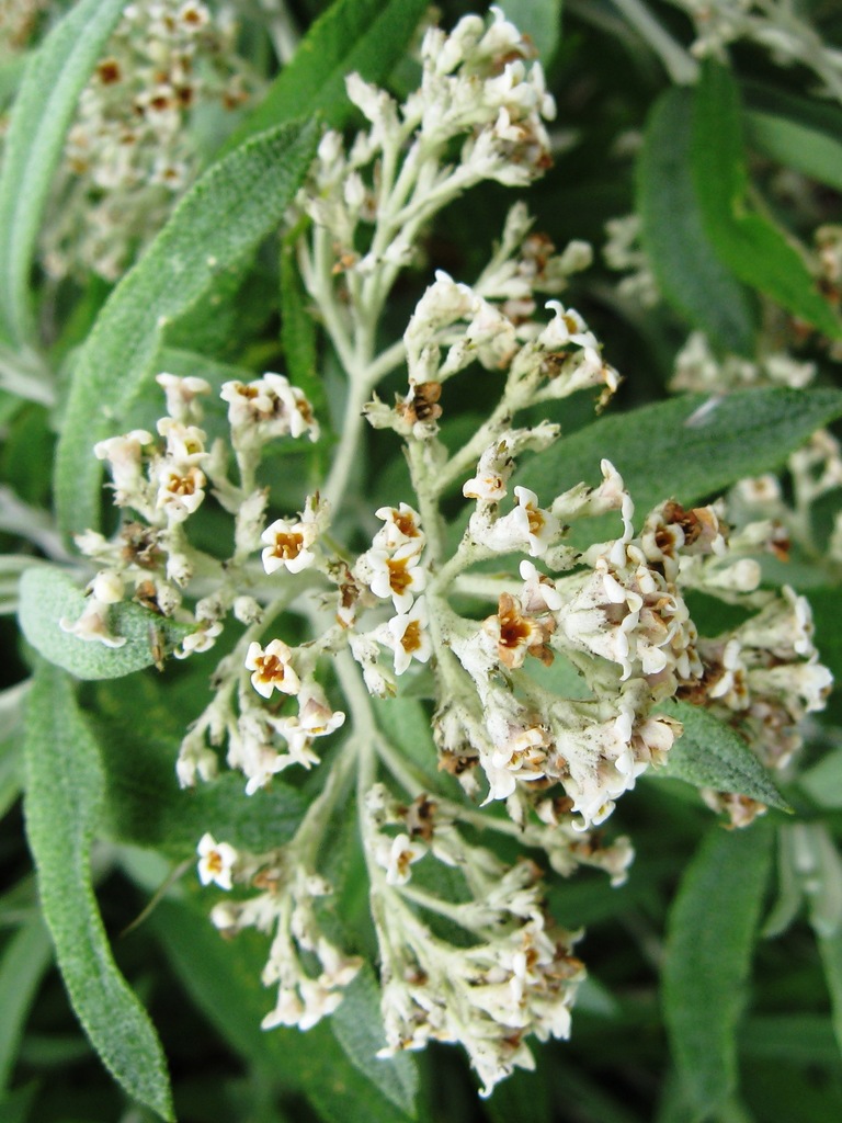 Buddleja corrugata