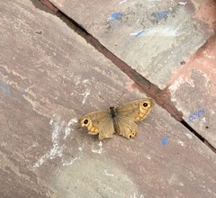 Lasiommata schakra