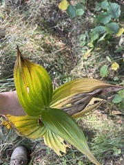 Veratrum lobelianum