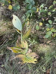 Veratrum lobelianum