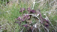 Mirabilis multiflora pubescens
