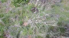 Mirabilis multiflora pubescens