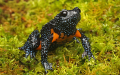 Kerala Hills Frog photo 4